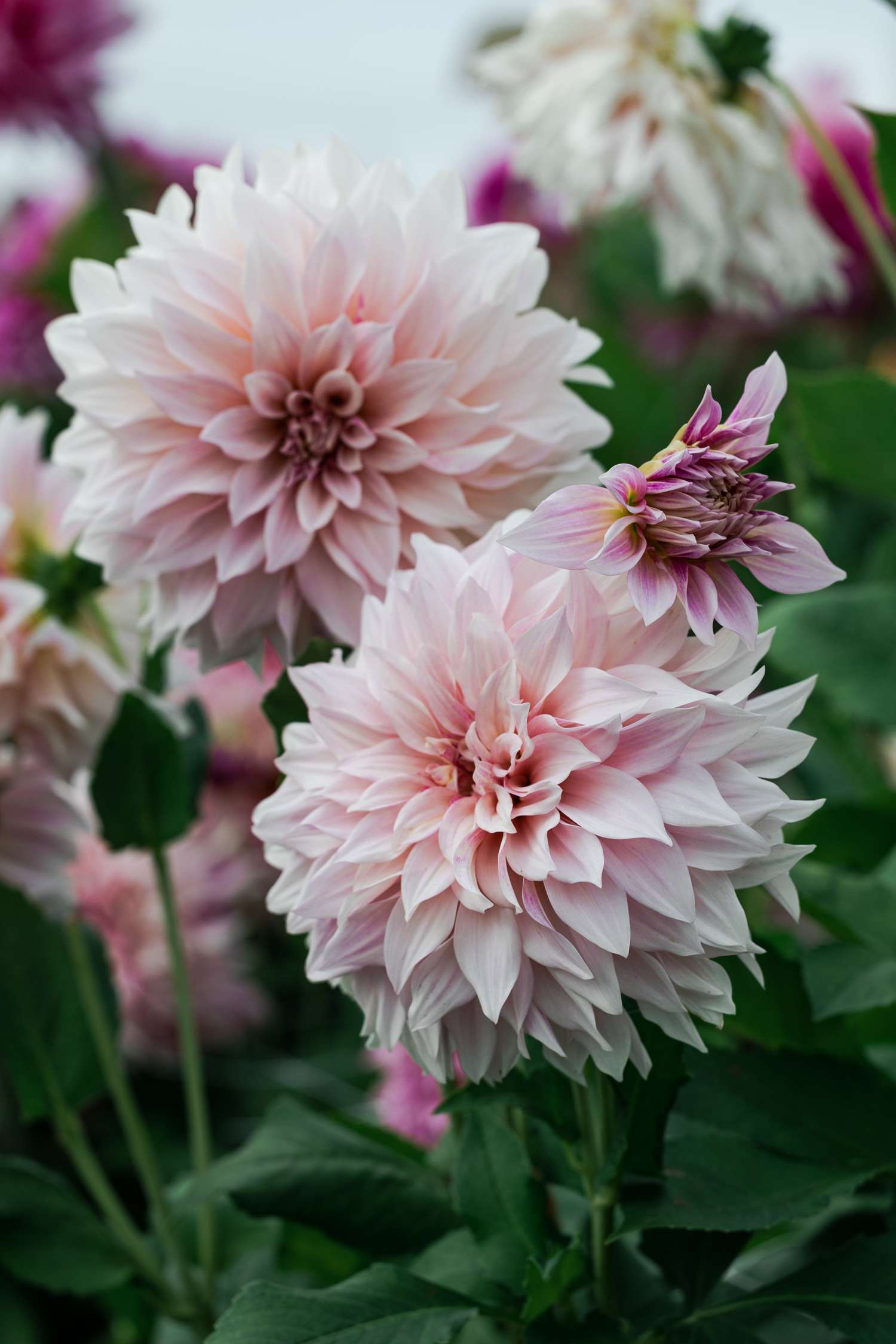 Daalia 'Cafe au Lait Royal'